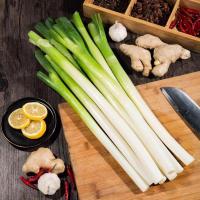 赛卡伊 大葱铁杆章丘大葱新鲜甜脆东北农家种现挖洋葱小香葱沙葱