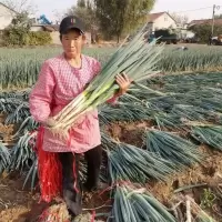 赛卡伊 山东铁杆大葱批发新鲜煎饼卷大葱章丘农家蔬菜长葱小香葱多多买菜