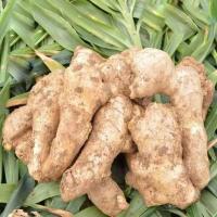 赛卡伊 新鲜生姜老姜大块姜大黄姜干姜月子姜泥巴姜姜现挖现发批发价