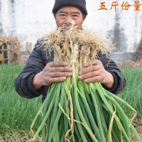 赛卡伊 现挖现发新鲜大分葱大葱批发价不辣可食用3斤
