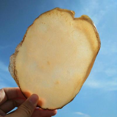 赛卡伊 响螺片 海螺肉 海螺片 鲍片 水产干货 响螺干煲汤料250克