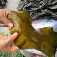 赛卡伊 [海带干货] 渔家自产自销 厚实挂晒