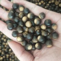 赛卡伊 米锥栗小板栗现摘勾圆子榛子小毛栗子狮栗儿坚果