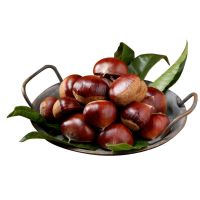 赛卡伊 新鲜板栗板栗农家特产蔬菜新鲜油栗子生板栗炒栗水果新鲜