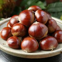 赛卡伊 板栗生新鲜栗子板栗当季蔬菜板栗批发毛栗子3斤