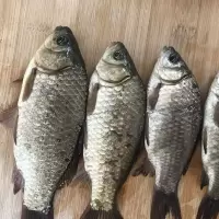 赛卡伊 微山湖土鲫鱼活鱼新鲜月子炖汤补钙活鱼现杀 大号鲫鱼[每斤2-3条]] 活鱼现杀3斤