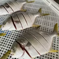 赛卡伊 金鲳鱼大号去鳞去鳃内脏金昌鱼新鲜冷冻真空包装厂家批发 [6条-300克]0.6-0.8原鱼