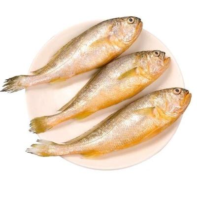 赛卡伊 [海捕]纯小黄花鱼新鲜冷冻非养殖海鲜水产整箱批发 5斤大号豪华装(货不多 随时下架)