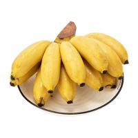 赛卡伊 广西新鲜小米蕉水果小香蕉芭蕉批发整箱 买5斤送5斤(净重9斤实惠装)
