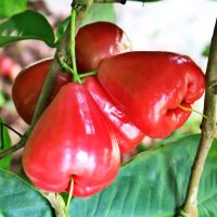 赛卡伊 莲雾红宝石当季水果新鲜热带水果莲雾果批