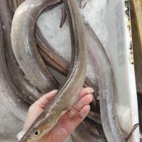 赛卡伊 深海鳗鱼新鲜海鲜海鳗鱼新鲜鱼海鳝鱼1500g 净重3斤(新鲜海捕2条) 其他地区