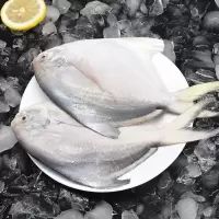 赛卡伊 新鲜特大号银鲳鱼白鲳鱼平鱼鲜活冷冻整箱海鲜水产批发 3斤装[3-4条/斤]