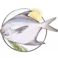 赛卡伊 条东海大白鲳鱼薄冰保鲜新鲜冷冻银鲳鱼 2条约2.4斤