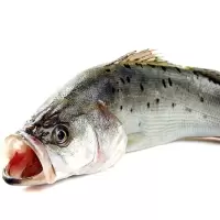 赛卡伊 鲈鱼鲜活海鱼新鲜水产海鲜深海七星海鲈鱼深海花鲈鱼超大冰冻鲈鱼 [1.5斤-1.7斤之间]每条 1