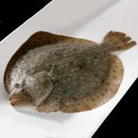 赛卡伊 新鲜大比目鱼海鲜水产多宝鱼深海石斑鱼八宝鱼鲽鱼整条 9两-1.1斤/每条 三条(购买 推荐)