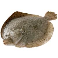 赛卡伊 海捕多宝鱼新鲜鲜活速冻海鲜水产大菱鲆鱼比目鱼海鱼顺丰 2斤(2条)划算
