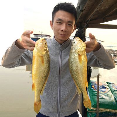 赛卡伊 海鲜鲜活黄花鱼海鱼生鲜大小黄鱼5-1斤半东海新鲜冷冻 大黄鱼5条装(7一8两/条) 冷链快递