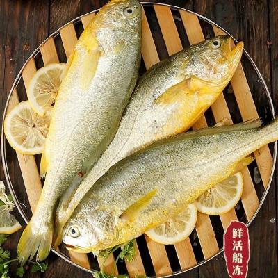 赛卡伊 大黄花鱼鲜活冷冻大黄鱼海鲜水产批发鱼黄鱼 大黄花鱼(3条装) 9两-1斤/条大黄花鱼