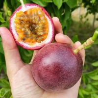 赛卡伊 水果批发1百香果2百香果3特大鸡蛋果整箱5斤