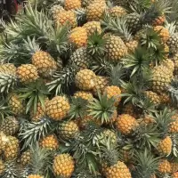 赛卡伊 徐闻大菠萝新鲜凤梨水果手撕菠萝自然熟果胜菠萝2/5/10斤