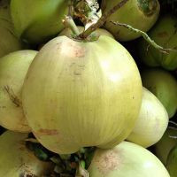 赛卡伊 海南特产水果椰子应季带皮椰青新鲜热带椰子儿童水果