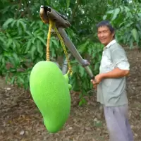 赛卡伊 广西四季芒5斤生芒果新鲜酸芒果生吃酸脆青芒果水果腌制辣嘢1