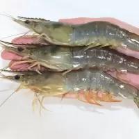 赛卡伊 海捕新鲜冷冻大虾白虾海鲜水产活虾基围虾青虾海虾净3斤 15-16公分[送礼] 整盒毛重4
