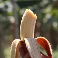 赛卡伊 现割红皮香蕉 福建新鲜水果苹果米蕉红香蕉天宝香蕉banana 红香蕉1斤