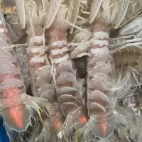 赛卡伊 皮皮虾鲜活全母带膏冷冻超大虾爬大海虾海鲜特大号爬爬虾顺丰 特大膏虾1斤+特大肉虾1斤(推荐)