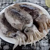 赛卡伊 墨鱼目鱼乌贼鱼大墨鱼新鲜大号墨鱼鲜活墨斗鱼新鲜墨鱼墨鱼仔海鲜