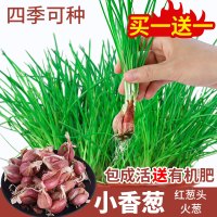 赛卡伊 葱种四季小香葱种子盆栽种苗红葱头小葱种籽香葱苗火葱阳台蔬菜孑