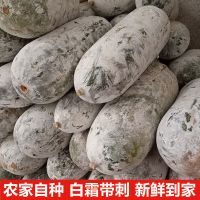 赛卡伊 云南小冬瓜新鲜蔬菜批发大毛节东瓜农家素菜现摘现发2-10斤