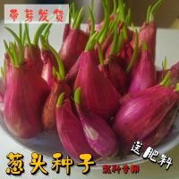 赛卡伊 四川香葱头红葱头干葱头批发小葱头小香葱头盆栽蔬菜葱头