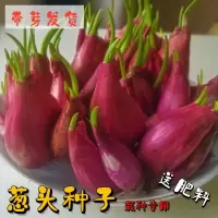 赛卡伊 香葱头红葱头干葱头批发小葱头小香葱头盆栽蔬菜葱头