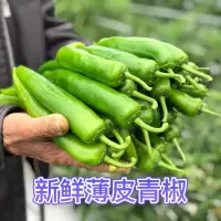 赛卡伊 新鲜辣椒薄皮青椒农家自产现摘现发泡沫箱包装带箱重坏果包赔