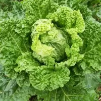 赛卡伊 白菜青麻叶白菜新鲜蔬菜火锅白菜农家自种大白菜现摘现发