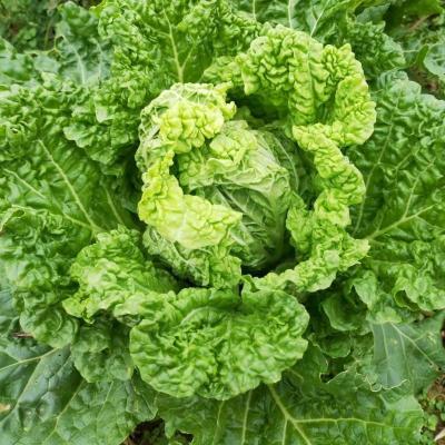 赛卡伊 白菜青麻叶白菜新鲜蔬菜火锅白菜农家自种大白菜现摘现发