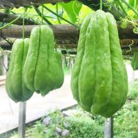 赛卡伊 佛手瓜新鲜 整箱洋瓜寿瓜丰收瓜窝瓜丝瓜新鲜蔬菜100g批发