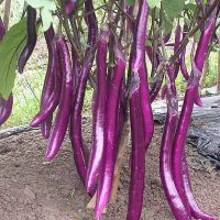 赛卡伊 特长茄子新鲜类蔬菜细长线茄杭茄超长紫茄子批发非青茄圆茄