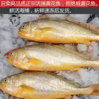赛卡伊 东海正宗国产深海精选大黄花鱼新鲜深水海捕特大号黄花鱼 正宗大黄鱼9两-1斤/条[5条装]