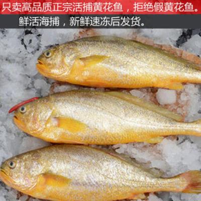 赛卡伊 东海正宗国产深海精选大黄花鱼新鲜深水海捕特大号黄花鱼 正宗大黄鱼9两-1斤/条[5条装]