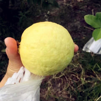 赛卡伊 香甜软软糯芭乐白心水果软糯番石榴鸡屎果新鲜软心巴乐果