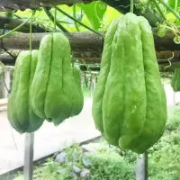 赛卡伊 新鲜佛手瓜9斤农家自种蔬菜丰收窝瓜现摘洋瓜捧瓜寿瓜