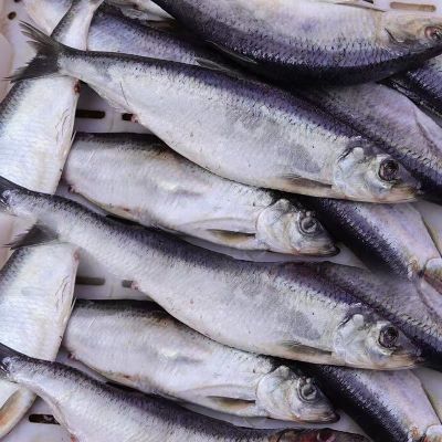 赛卡伊 沙丁鱼青鱼海鱼沙丁鱼冷冻懒人之宝新鲜烧烤食材 五斤装