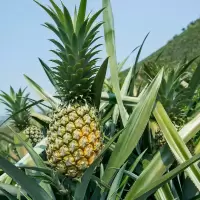 赛卡伊 小菠萝 蜜香8斤/3斤装新鲜水果大非凤梨手撕香水