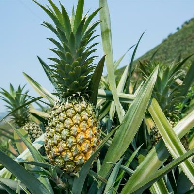 赛卡伊 小菠萝 蜜香8斤/3斤装新鲜水果大非凤梨手撕香水