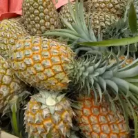 赛卡伊 新鲜大菠萝徐闻香水菠萝大果菠萝蜜香脆甜爽手撕菠萝凤梨菠萝