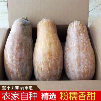 赛卡伊 新鲜甜糯老南瓜辅食农家香甜黄南瓜小南瓜