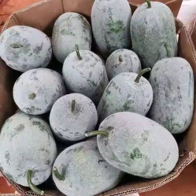 赛卡伊 新鲜小冬瓜10斤现摘农家迷你挂霜毛节瓜清甜蔬菜整箱