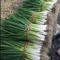 赛卡伊 现挖新鲜农家分葱非小香葱浓郁的葱香味